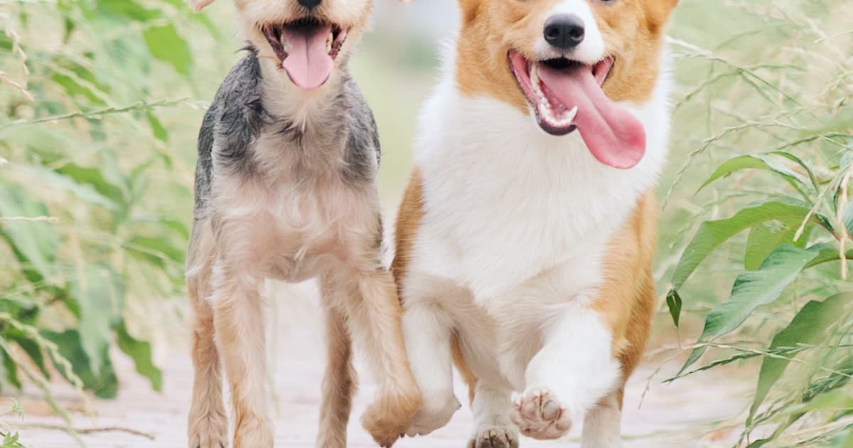 Hundenavn — De 50 mest brukte i Norge