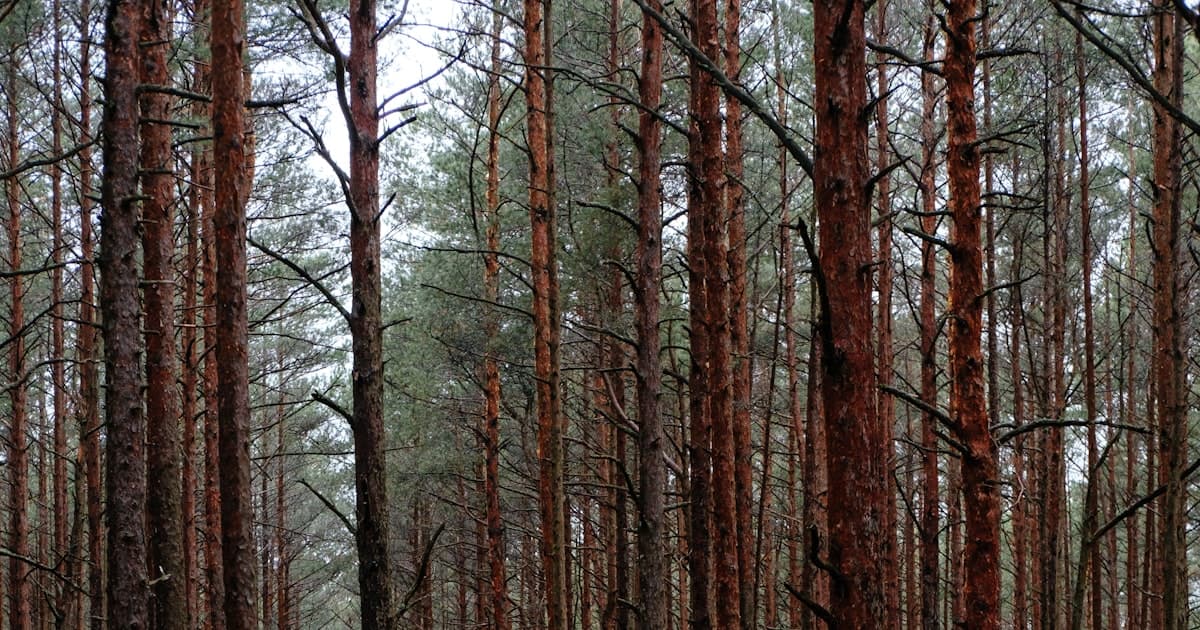 Gjøre det selv vs. bruke Navnebytte.no
